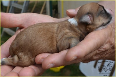 CHIOT 7 - Bichon Havanais