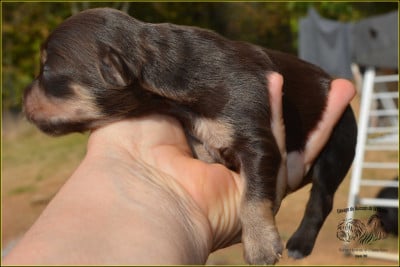 CHIOT 6 - Bichon Havanais