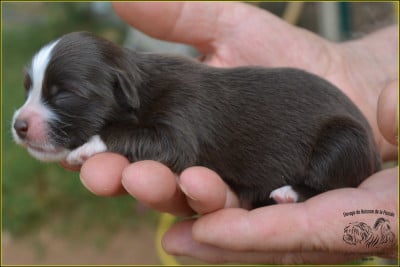 CHIOT 5 - Bichon Havanais