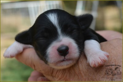 CHIOT 4 - Bichon Havanais
