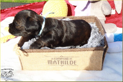 Les chiots de Bichon Havanais