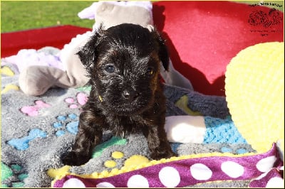 Les chiots de Bichon Havanais