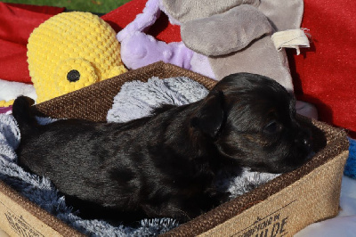 Les chiots de Bichon Havanais