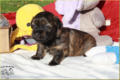 Les chiots de Bichon Havanais