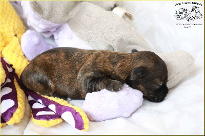 Les chiots de Bichon Havanais