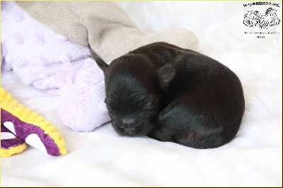 Les chiots de Bichon Havanais