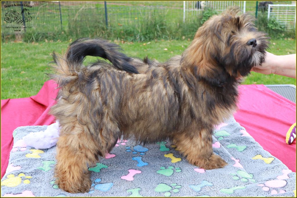 Aston du Buisson de la Passée