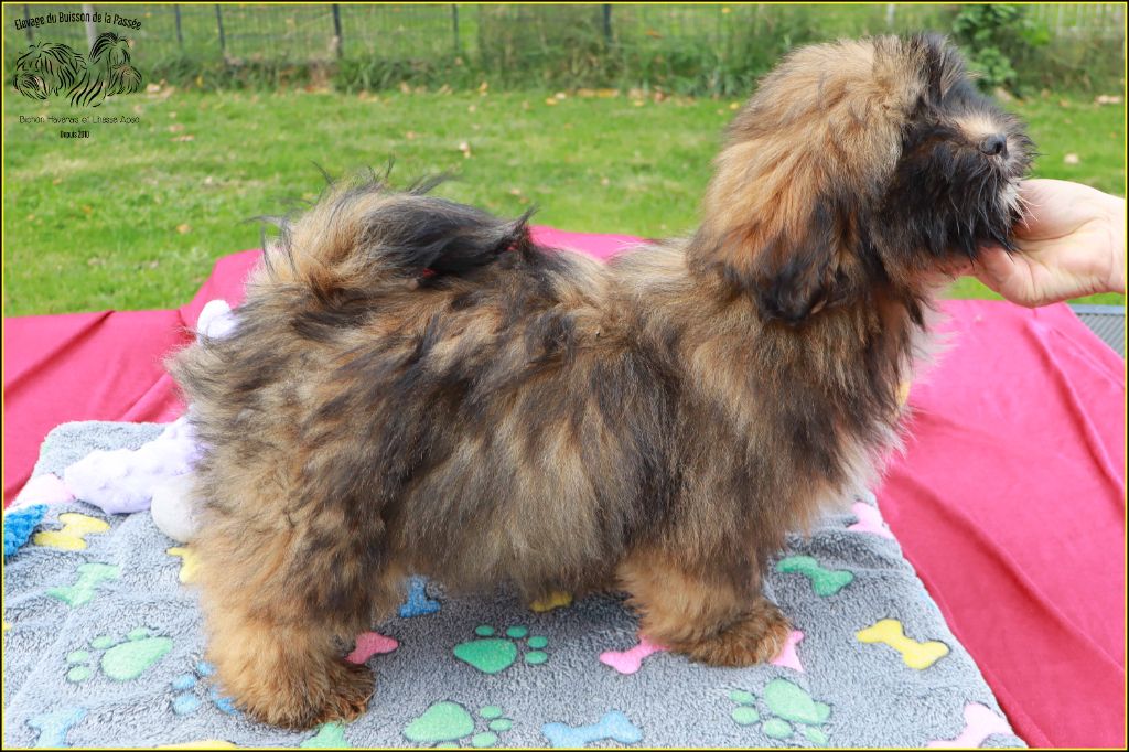 Astro du Buisson de la Passée