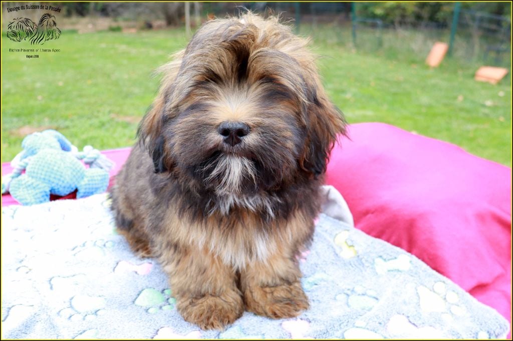 Aston du Buisson de la Passée