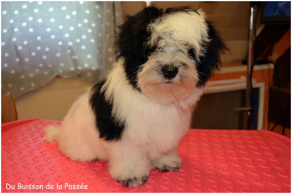 Accueil - Elevage Du Buisson De La Passée - eleveur de chiens Bichon