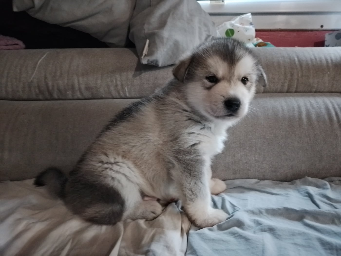 Chiot N°1 - Alaskan Malamute