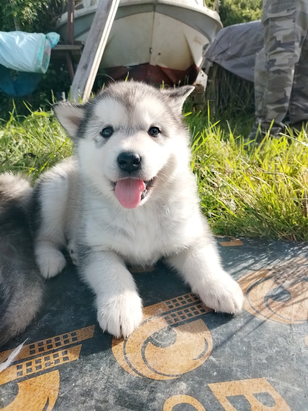 Chiot N°2 - Alaskan Malamute