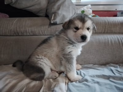 Les chiots de Alaskan Malamute