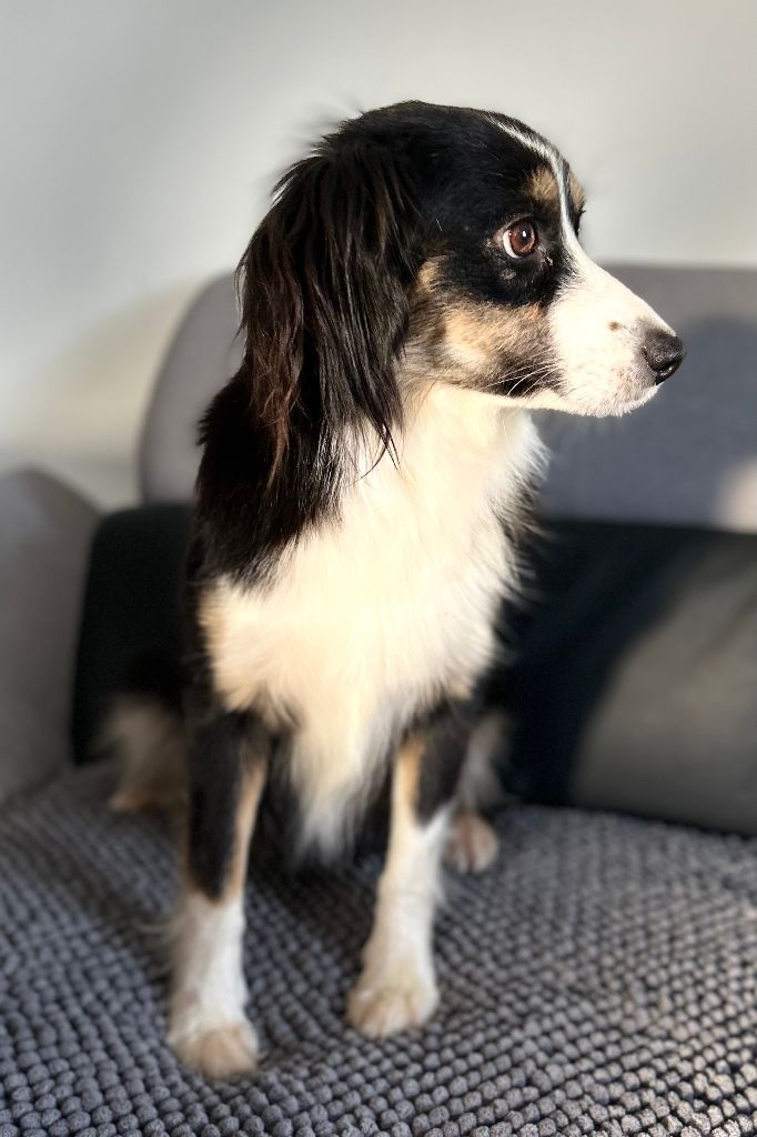 Publication : De La Montagne Aux Lapins Auteur : catherine Pouchin