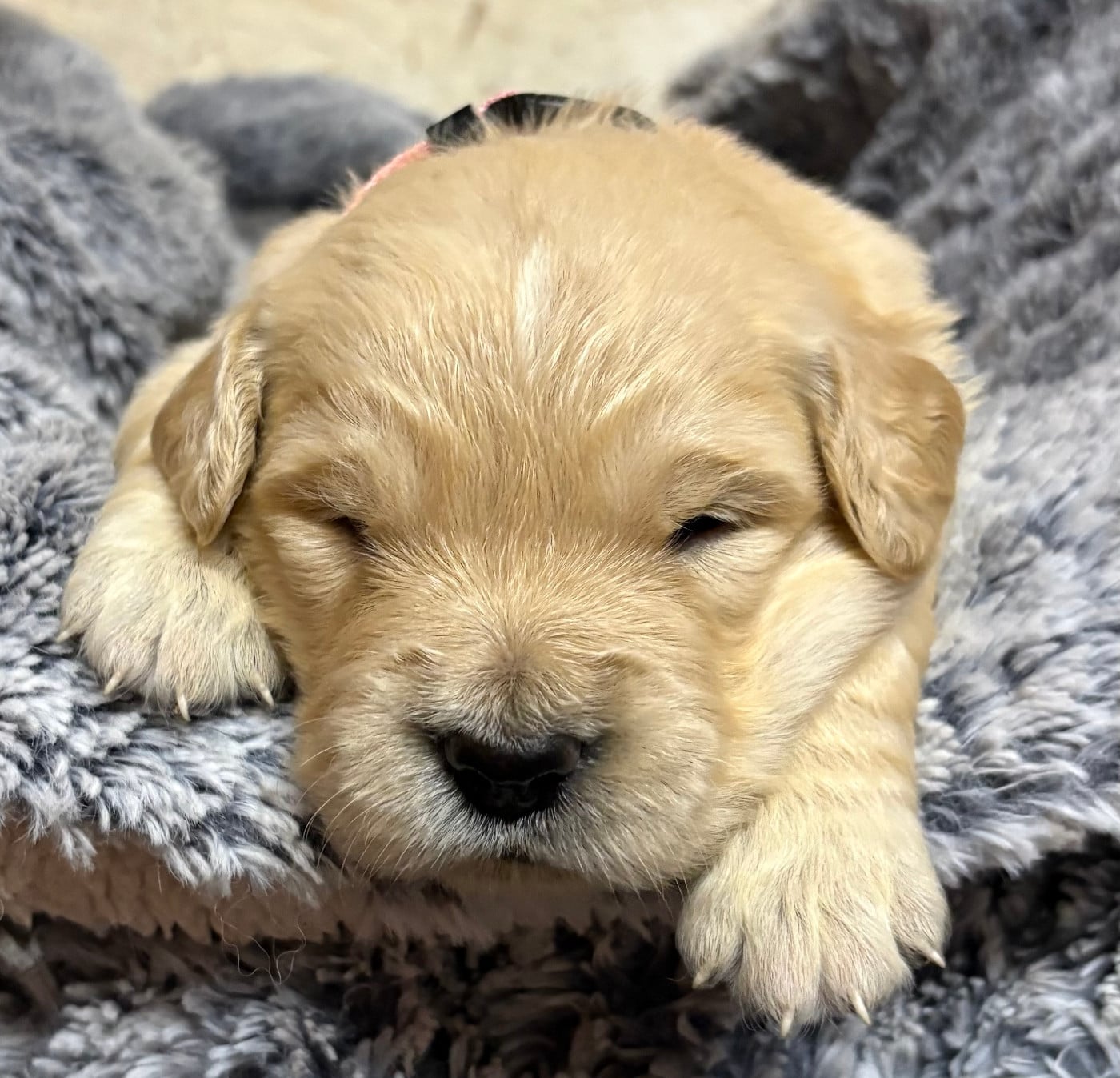 Golden Retriever - De La Montagne Aux Lapins