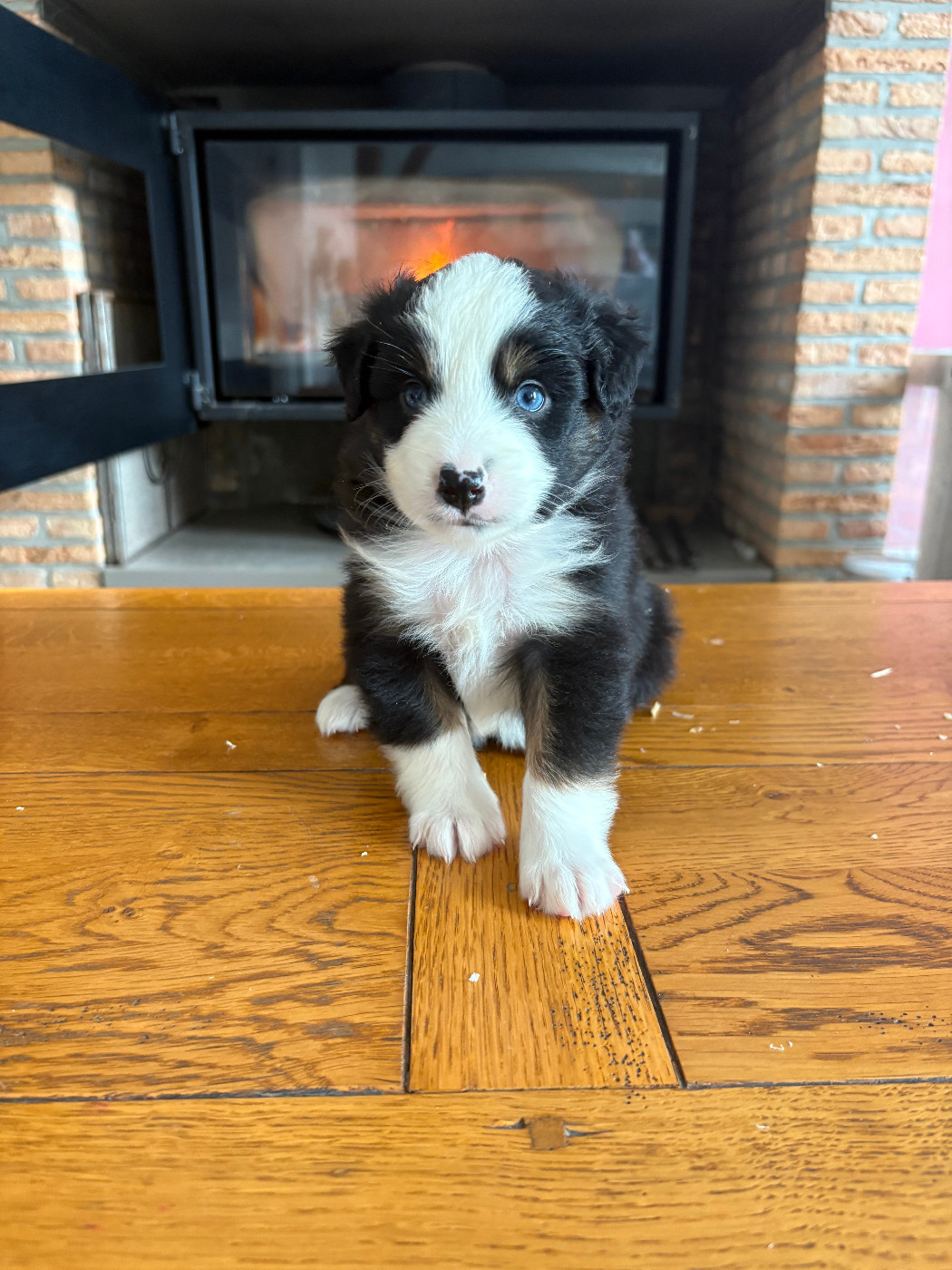 femelle noire tricolore