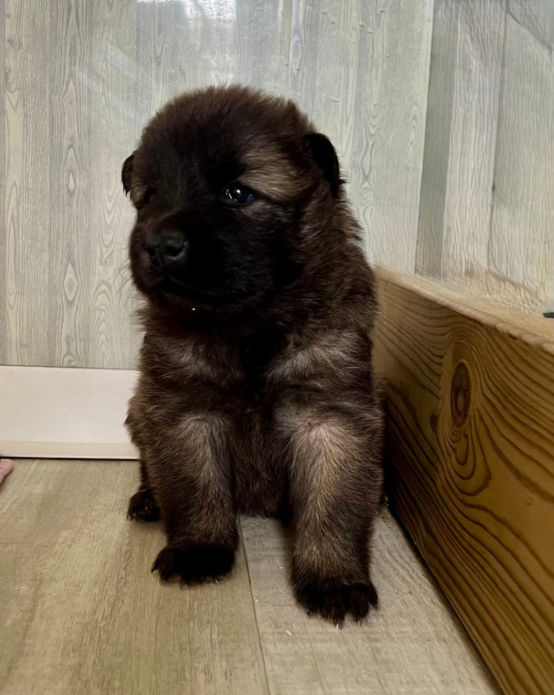 Eurasier - De La Montagne Aux Lapins