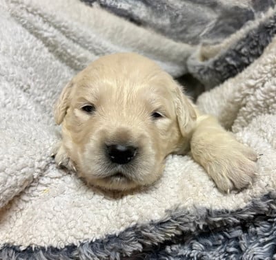 Les chiots de Golden Retriever