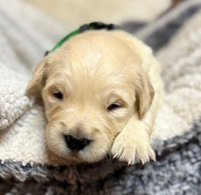 Les chiots de Golden Retriever