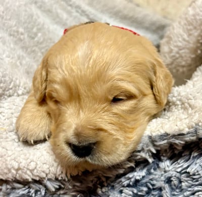 Les chiots de Golden Retriever