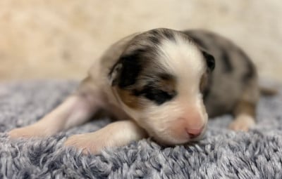 Les chiots de Berger Américain Miniature 