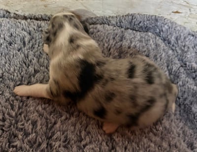 Les chiots de Berger Américain Miniature 