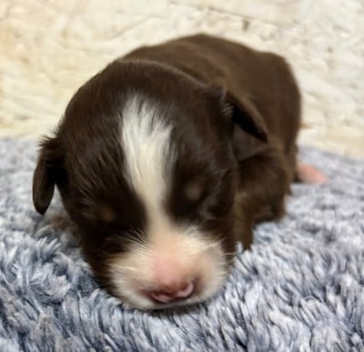 Les chiots de Berger Américain Miniature 