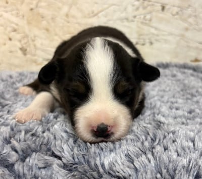 Les chiots de Berger Américain Miniature 