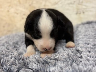 Les chiots de Berger Américain Miniature 