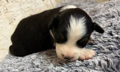 Les chiots de Berger Américain Miniature 