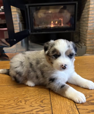 Les chiots de Berger Américain Miniature