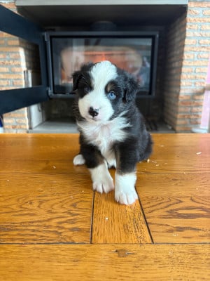 Les chiots de Berger Américain Miniature