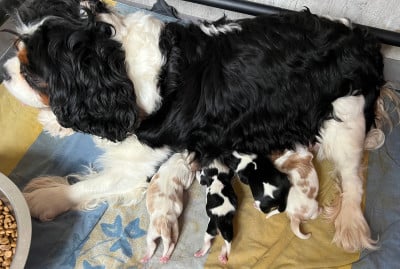 Les chiots de Cavalier King Charles Spaniel