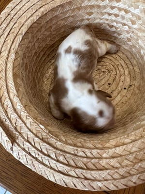 Les chiots de Cavalier King Charles Spaniel