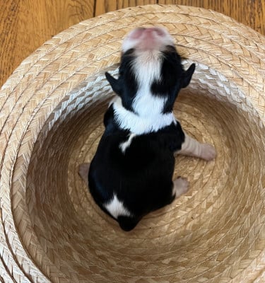 Les chiots de Cavalier King Charles Spaniel