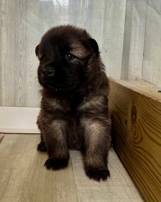 Les chiots de Eurasier