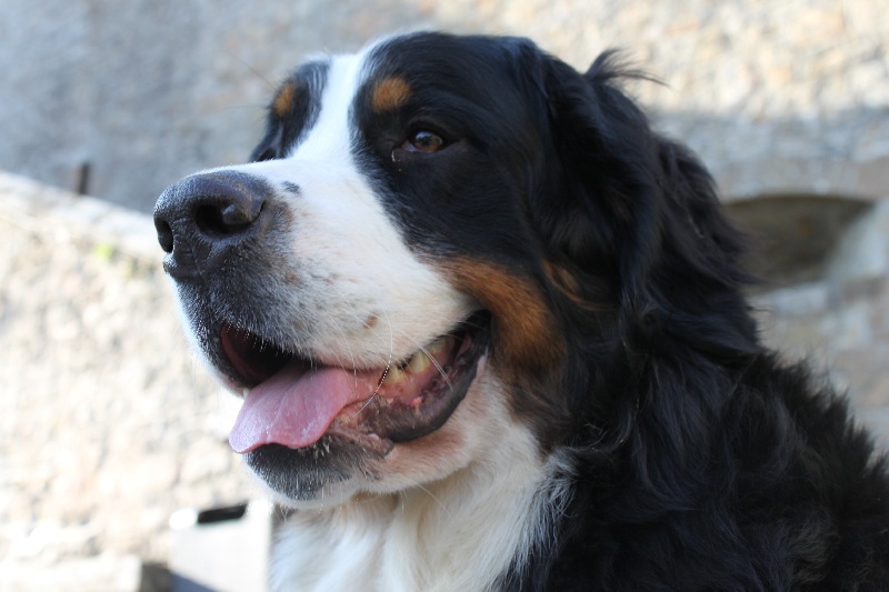 Failabelle De La Ferme D'uzes