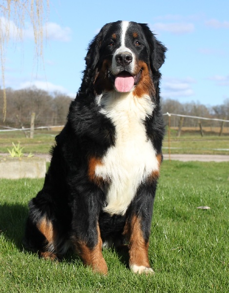 I'ts for me so good De La Ferme D'uzes - Meilleur Puppy très prometteur