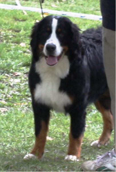 Failabelle De La Ferme D'uzes - 1 ère très prometteur , Meilleur Puppy