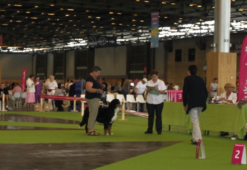 Failabelle De La Ferme D'uzes - 2 ième Très prometteur en classe Puppy