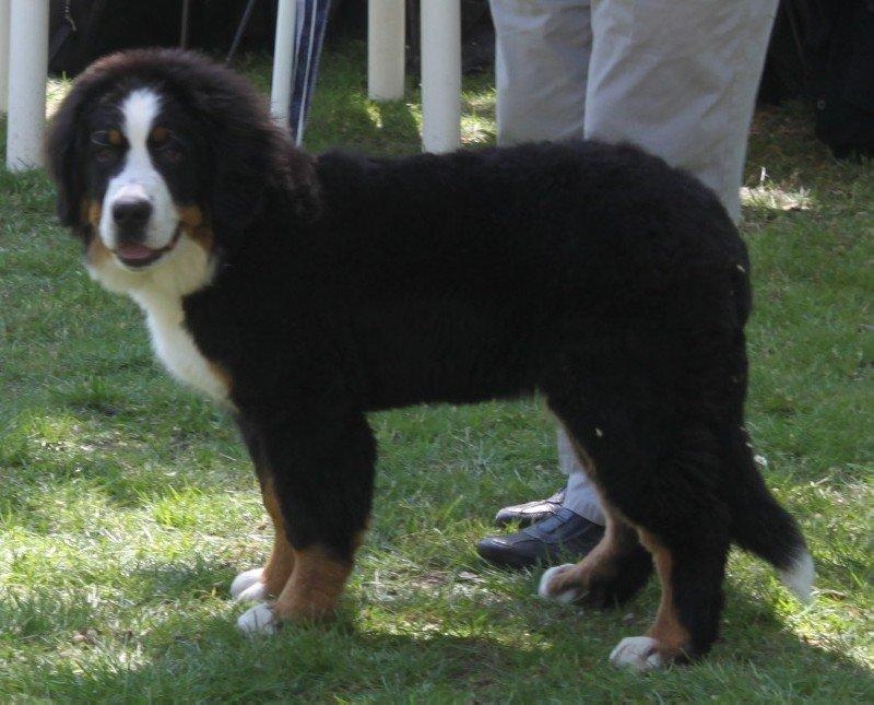 Failabelle De La Ferme D'uzes - 3ième très prometteur