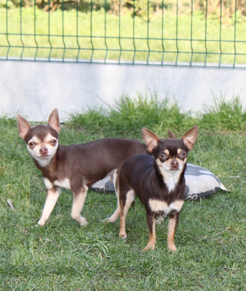 Publication : Au Berceau Royal Auteur : au berceau royal