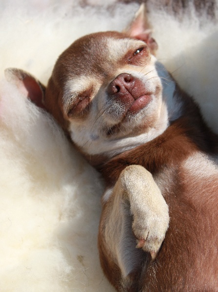 Publication : Au Berceau Royal Auteur : au berceau royal