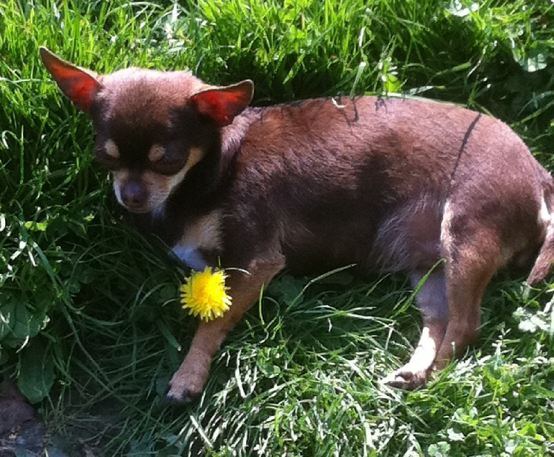 Publication : Au Berceau Royal Auteur : au berceau royal