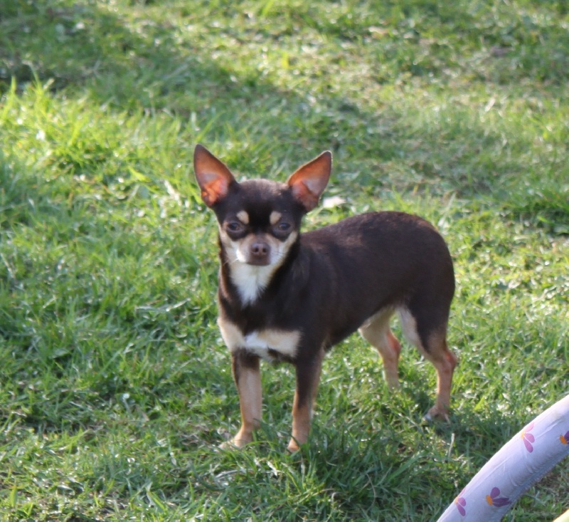 Publication : Au Berceau Royal Auteur : au berceau royal