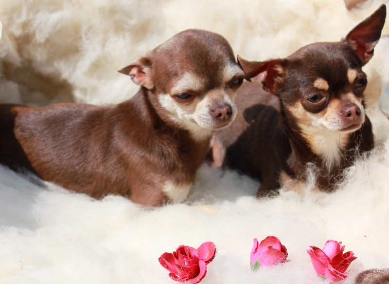 Publication : Au Berceau Royal Auteur : au berceau royal