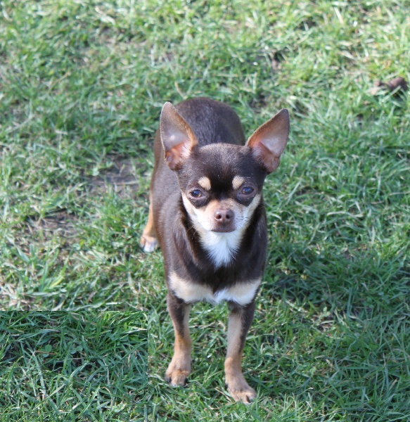 Publication : Au Berceau Royal Auteur : au berceau royal