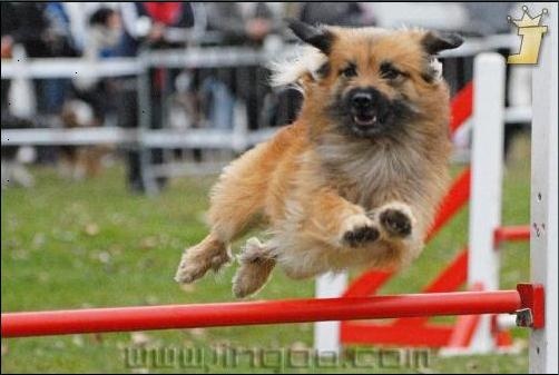 C'kaïd du Champ D'Onix - 2ème/10 au jumping