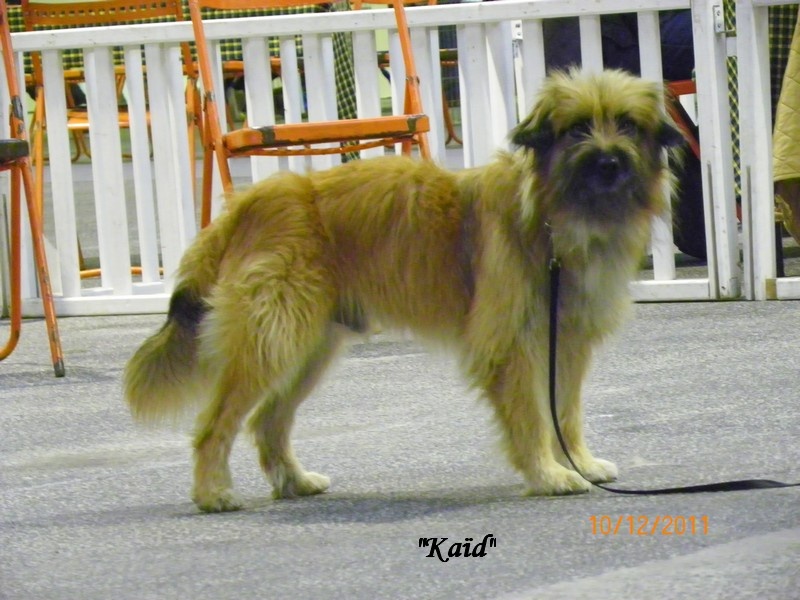 C'kaïd du Champ D'Onix - 2ème Excellent