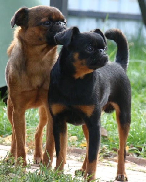 CH. roterr griff Sam for imgosbull